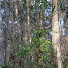 Eustrephus latifolius at Moruya, NSW - 11 Jul 2022