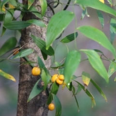 Eustrephus latifolius at Moruya, NSW - suppressed