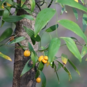 Eustrephus latifolius at Moruya, NSW - suppressed