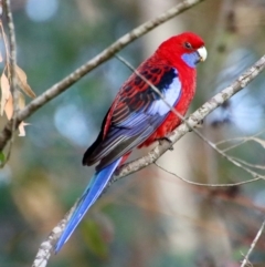 Platycercus elegans (Crimson Rosella) at Broulee Moruya Nature Observation Area - 10 Jul 2022 by LisaH