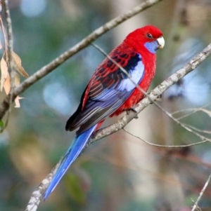 Platycercus elegans at Moruya, NSW - suppressed