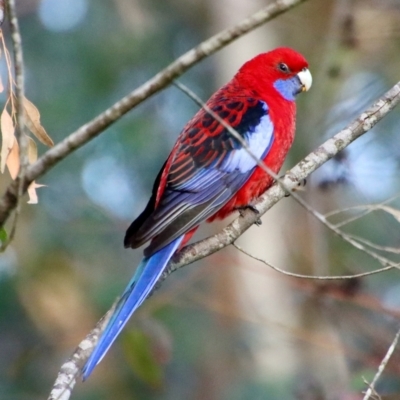 Platycercus elegans (Crimson Rosella) at Broulee Moruya Nature Observation Area - 10 Jul 2022 by LisaH