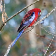 Platycercus elegans at Moruya, NSW - suppressed