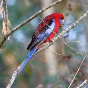 Platycercus elegans at Moruya, NSW - suppressed