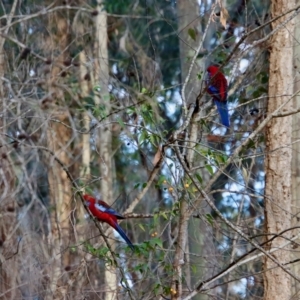 Platycercus elegans at Moruya, NSW - suppressed