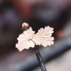 Schizophyllum commune (Split Gill Fungus) at Moruya, NSW - 10 Jul 2022 by LisaH