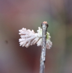 Schizophyllum commune at Moruya, NSW - suppressed