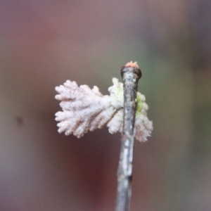 Schizophyllum commune at Moruya, NSW - suppressed