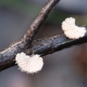 Schizophyllum commune at Moruya, NSW - 11 Jul 2022