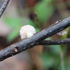 Schizophyllum commune at Moruya, NSW - 11 Jul 2022