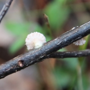 Schizophyllum commune at Moruya, NSW - 11 Jul 2022