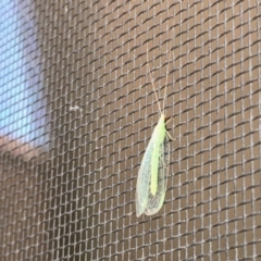 Mallada sp. (genus) (Green lacewing) at Aranda, ACT - 10 Jul 2022 by KMcCue