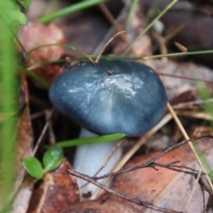 Unverified Fungus by LisaH
