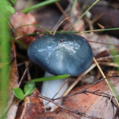 Unverified Fungus by LisaH