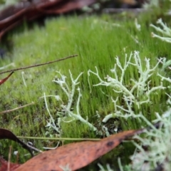 Unidentified Lichen, Moss or other Bryophyte at Broulee Moruya Nature Observation Area - 10 Jul 2022 by LisaH