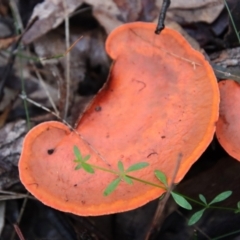 Trametes coccinea (Scarlet Bracket) at Moruya, NSW - 11 Jul 2022 by LisaH