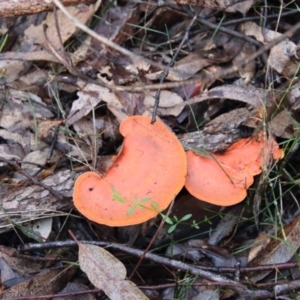 Trametes coccinea at Moruya, NSW - suppressed