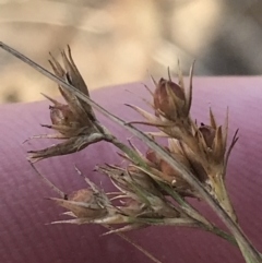 Juncus tenuis (Slender Rush) at Cotter River, ACT - 29 Jun 2022 by Tapirlord