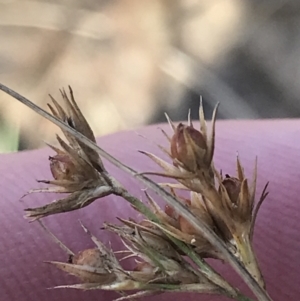 Juncus tenuis at Cotter River, ACT - 29 Jun 2022 01:06 PM