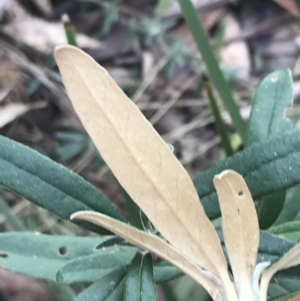 Banksia marginata at Cotter River, ACT - 29 Jun 2022 02:28 PM