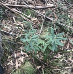 Banksia marginata at Cotter River, ACT - 29 Jun 2022