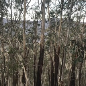 Eucalyptus delegatensis subsp. delegatensis at Namadgi National Park - 29 Jun 2022