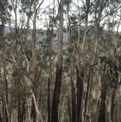 Eucalyptus delegatensis subsp. delegatensis (Alpine Ash) at Cotter River, ACT - 29 Jun 2022 by Tapirlord