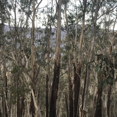 Eucalyptus delegatensis subsp. delegatensis (Alpine Ash) at Cotter River, ACT - 29 Jun 2022 by Tapirlord