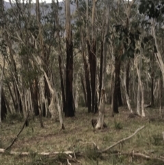 Eucalyptus delegatensis subsp. delegatensis at Namadgi National Park - 29 Jun 2022