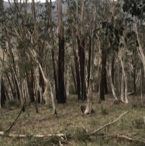 Eucalyptus delegatensis subsp. delegatensis at Namadgi National Park - 29 Jun 2022
