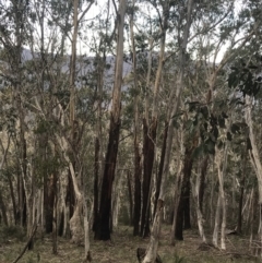 Eucalyptus delegatensis subsp. delegatensis at Cotter River, ACT - 29 Jun 2022