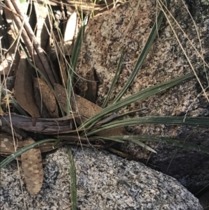 Celmisia tomentella at Cotter River, ACT - 29 Jun 2022 01:22 PM