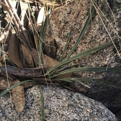 Celmisia tomentella (Common Snow Daisy) at Cotter River, ACT - 29 Jun 2022 by Tapirlord