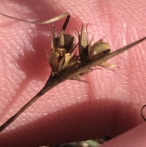 Juncus tenuis at Cotter River, ACT - 29 Jun 2022 12:56 PM