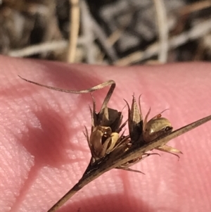 Juncus tenuis at Cotter River, ACT - 29 Jun 2022