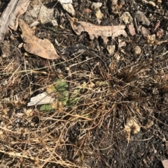 Juncus tenuis at Cotter River, ACT - 29 Jun 2022 12:56 PM