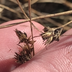 Juncus tenuis at Cotter River, ACT - 29 Jun 2022 12:56 PM