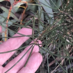 Hakea lissosperma (Needle Bush) at Cotter River, ACT - 29 Jun 2022 by Tapirlord