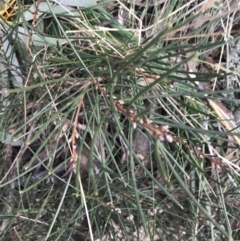 Hakea lissosperma at Cotter River, ACT - 29 Jun 2022