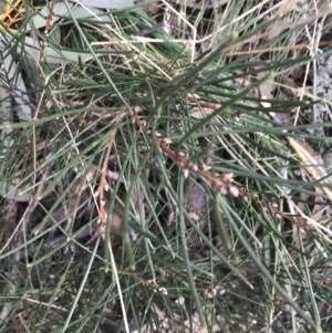 Hakea lissosperma at Cotter River, ACT - 29 Jun 2022