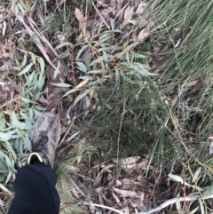 Hakea lissosperma at Cotter River, ACT - 29 Jun 2022 11:12 AM