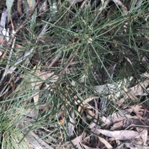 Hakea lissosperma at Cotter River, ACT - 29 Jun 2022