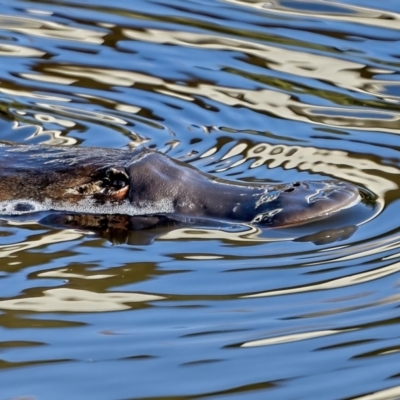 Ornithorhynchus anatinus (Platypus) at Molonglo River Reserve - 10 Jul 2022 by Kenp12
