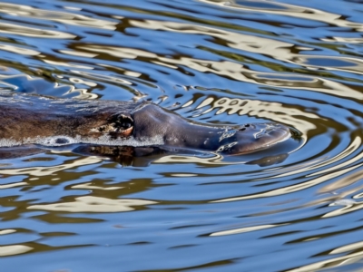 Ornithorhynchus anatinus (Platypus) at Molonglo Valley, ACT - 10 Jul 2022 by Kenp12