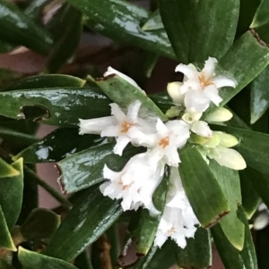 Leucopogon parviflorus at Fingal Bay, NSW - 6 Jul 2022