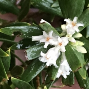 Leucopogon parviflorus at Fingal Bay, NSW - 6 Jul 2022