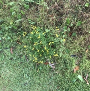 Senecio madagascariensis at Fingal Bay, NSW - 5 Jul 2022