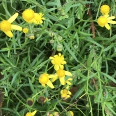 Senecio madagascariensis at Fingal Bay, NSW - 5 Jul 2022