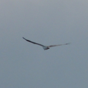 Haliaeetus leucogaster at Merimbula, NSW - 16 Jul 2020