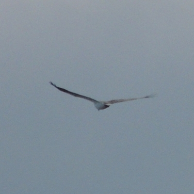 Haliaeetus leucogaster (White-bellied Sea-Eagle) at Merimbula, NSW - 16 Jul 2020 by MichaelBedingfield